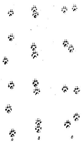 Следы лисы в сравнении с рукой человека. Следы лисицы. Следы лисы. Следы лисы. Лисьи следы на снегу фото.